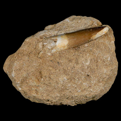 1.8" Plesiosaur Zarafasaura Tooth Fossil In Matrix Cretaceous Dinosaur Era COA - Fossil Age Minerals