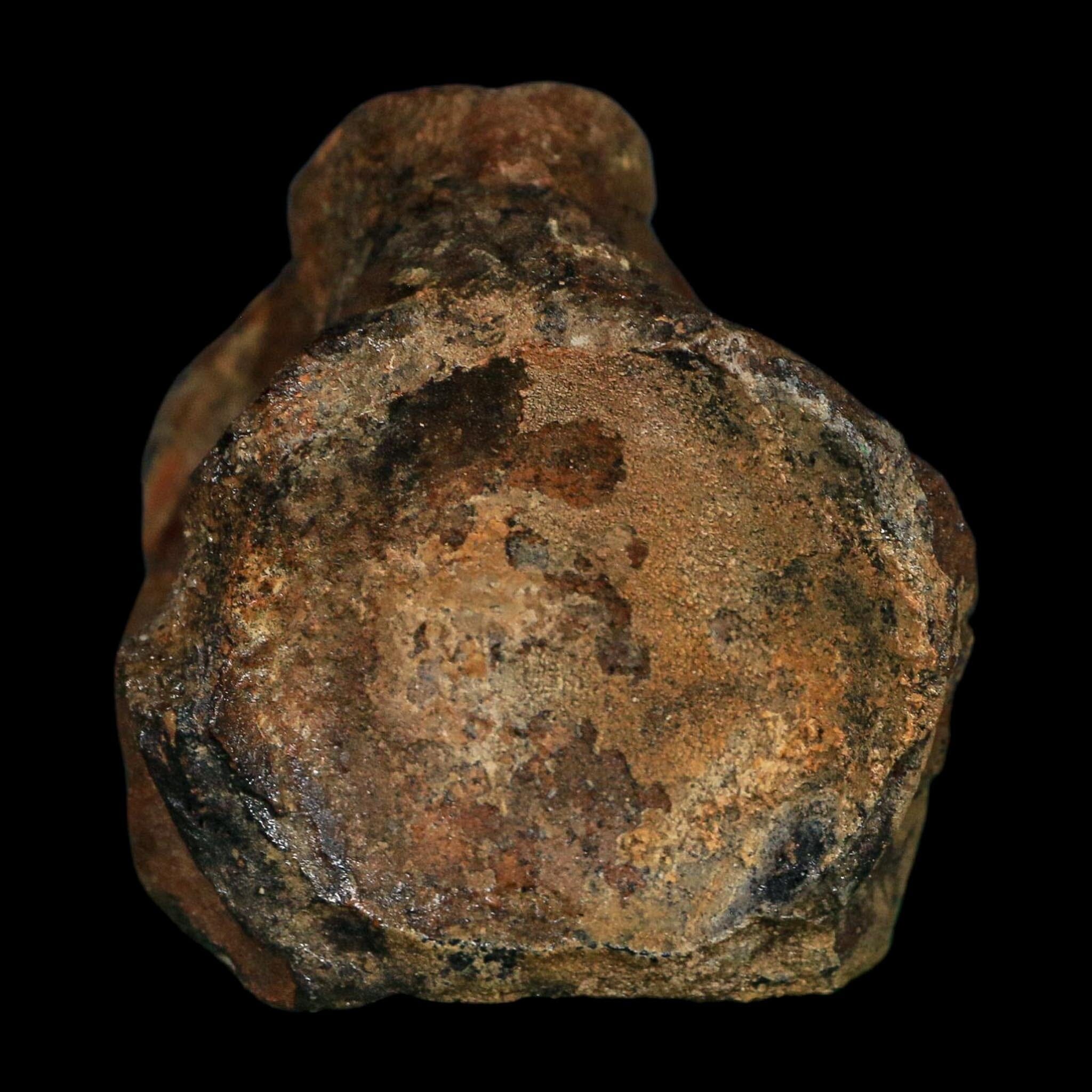 2.8" Mosasaur Fossil Vertebrae Cretaceous Dinosaur Era Pierre Shale South Dakota