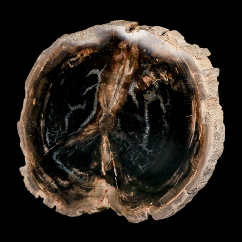 4.2" Fossilized Polished Petrified Wood Branch Madagascar 66-225 Million Yrs Old - Fossil Age Minerals