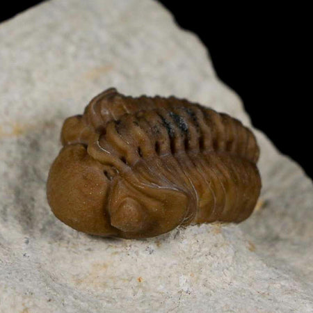 1.1" Kainops Raymodi Trilobite Fossil In Matrix Compound eyes Black Cat Mountain OK