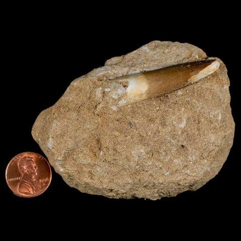 1.8" Plesiosaur Zarafasaura Tooth Fossil In Matrix Cretaceous Dinosaur Era COA - Fossil Age Minerals