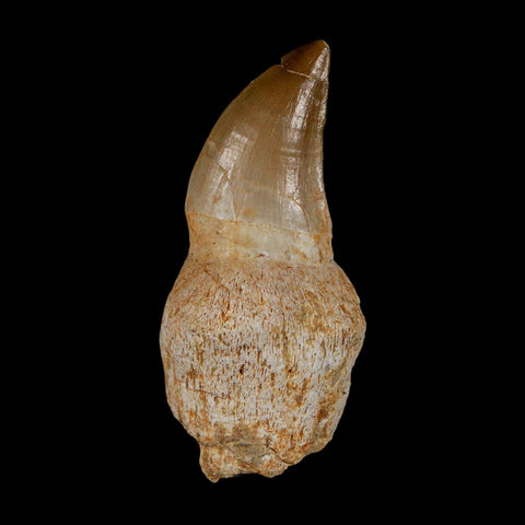 2.2" Mosasaur Prognathodon Anceps Fossil Tooth Rooted Cretaceous Dinosaur Era COA