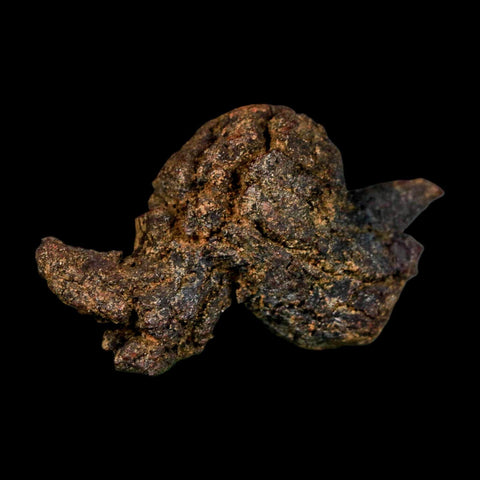 2.4" Prehistoric Coprolite Fossil Specimen Poop Dung Miocene Madagascar - Fossil Age Minerals