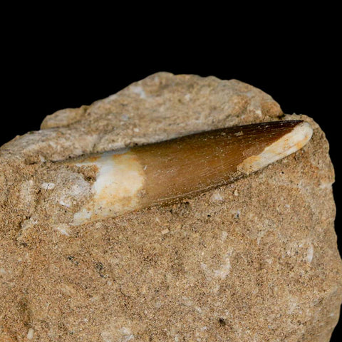 1.8" Plesiosaur Zarafasaura Tooth Fossil In Matrix Cretaceous Dinosaur Era COA - Fossil Age Minerals