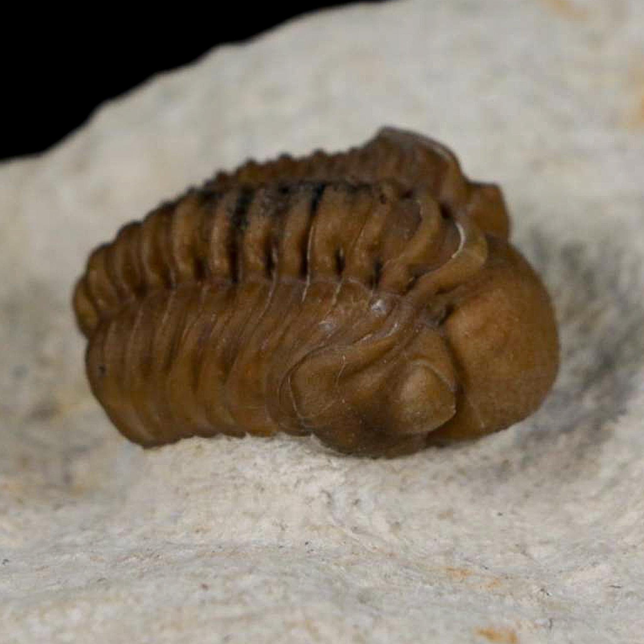 1.1" Kainops Raymodi Trilobite Fossil In Matrix Compound eyes Black Cat Mountain OK - Fossil Age Minerals