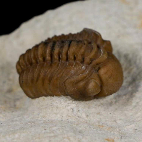 1.1" Kainops Raymodi Trilobite Fossil In Matrix Compound eyes Black Cat Mountain OK - Fossil Age Minerals