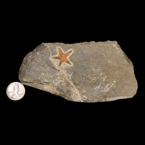 19MM Brittlestar Petraster Starfish Fossil Ordovician Age Blekus Morocco COA - Fossil Age Minerals