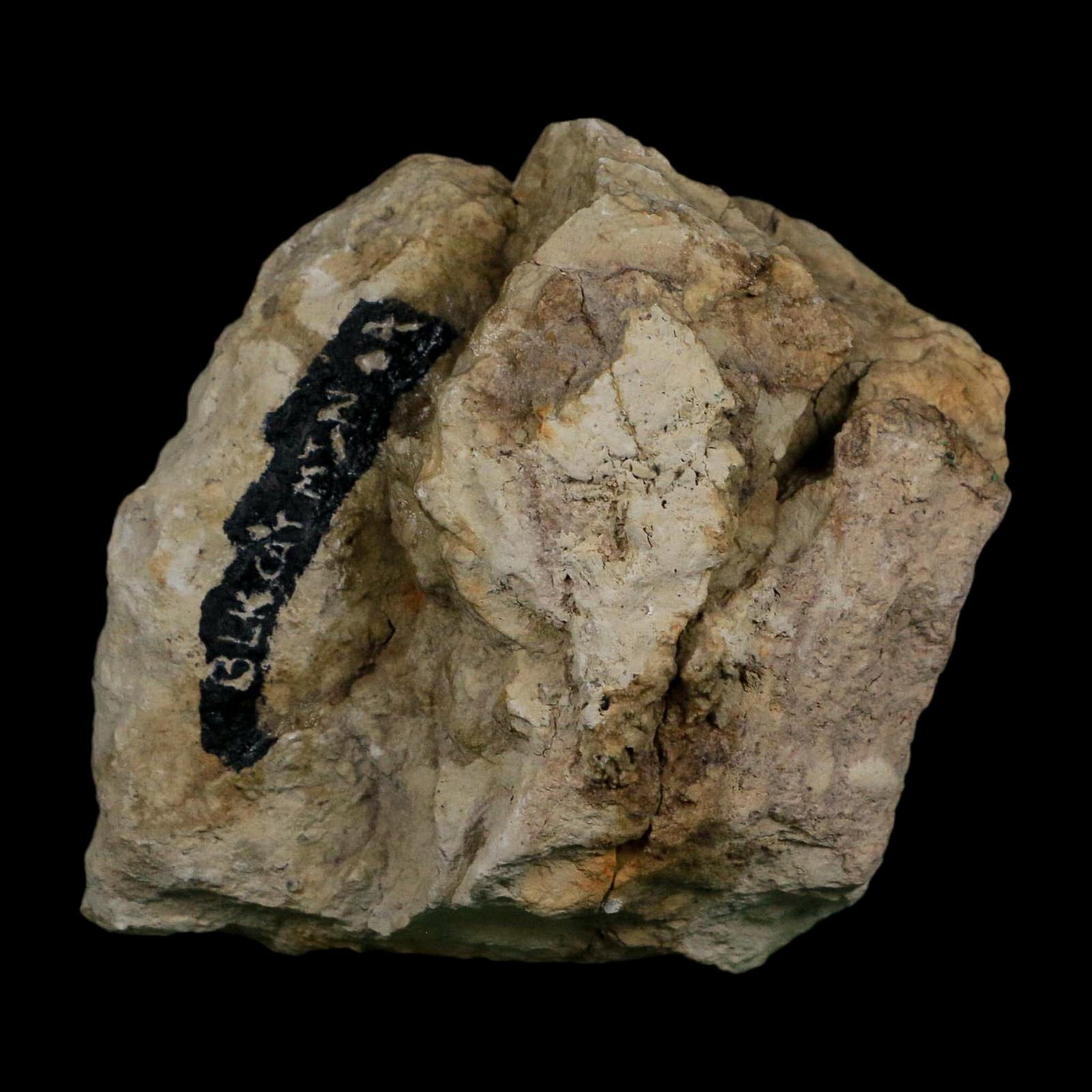 1.1" Kainops Raymodi Trilobite Fossil In Matrix Compound eyes Black Cat Mountain OK - Fossil Age Minerals