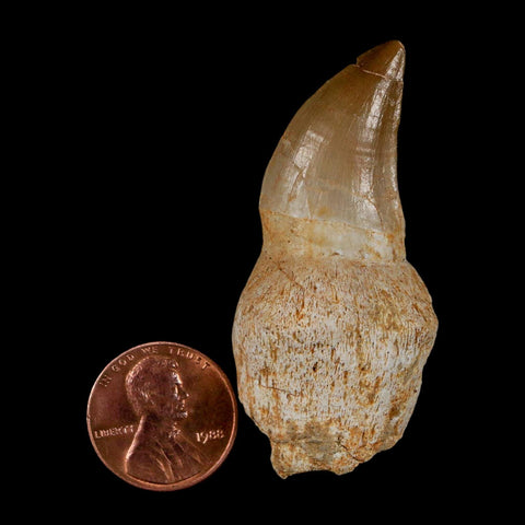 2.2" Mosasaur Prognathodon Anceps Fossil Tooth Rooted Cretaceous Dinosaur Era COA