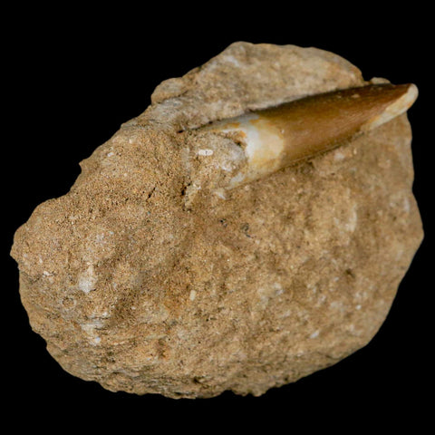 1.8" Plesiosaur Zarafasaura Tooth Fossil In Matrix Cretaceous Dinosaur Era COA - Fossil Age Minerals