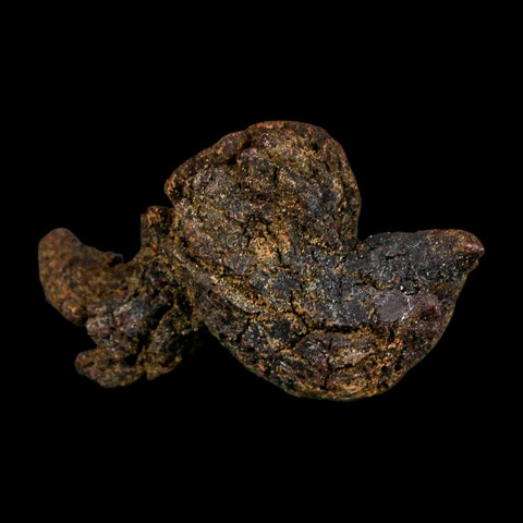 2.4" Prehistoric Coprolite Fossil Specimen Poop Dung Miocene Madagascar - Fossil Age Minerals