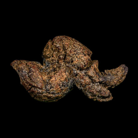 2.4" Prehistoric Coprolite Fossil Specimen Poop Dung Miocene Madagascar