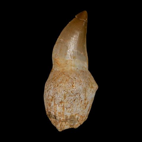 2.2" Mosasaur Prognathodon Anceps Fossil Tooth Rooted Cretaceous Dinosaur Era COA