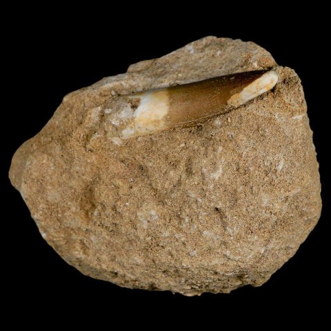 1.8" Plesiosaur Zarafasaura Tooth Fossil In Matrix Cretaceous Dinosaur Era COA - Fossil Age Minerals