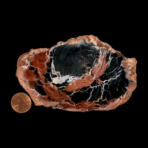 4.3" Fossilized Polished Petrified Wood Branch Madagascar 66-225 Million Yrs Old - Fossil Age Minerals