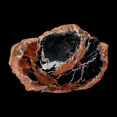 4.3" Fossilized Polished Petrified Wood Branch Madagascar 66-225 Million Yrs Old - Fossil Age Minerals