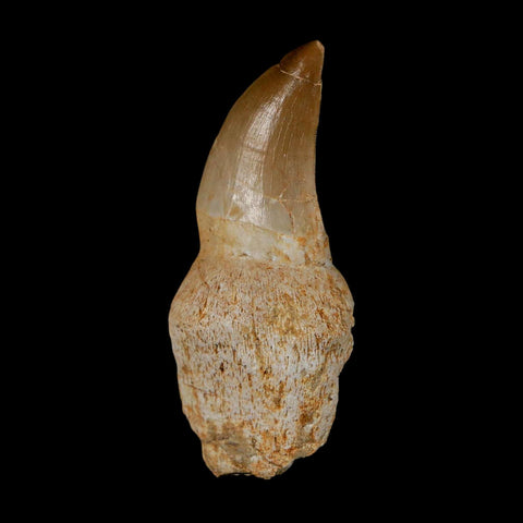 2.2" Mosasaur Prognathodon Anceps Fossil Tooth Rooted Cretaceous Dinosaur Era COA