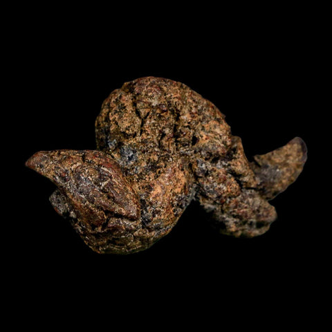 2.4" Prehistoric Coprolite Fossil Specimen Poop Dung Miocene Madagascar - Fossil Age Minerals