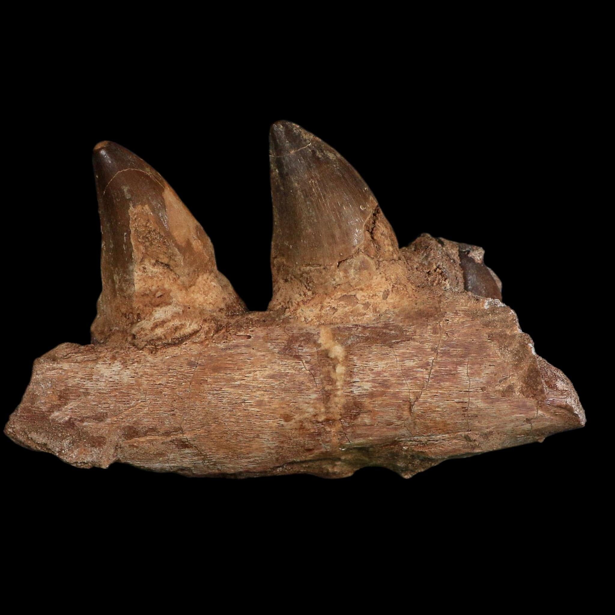 5.2" Mosasaur Prognathodon Fossil Jaw Section Teeth Cretaceous Dinosaur Era COA