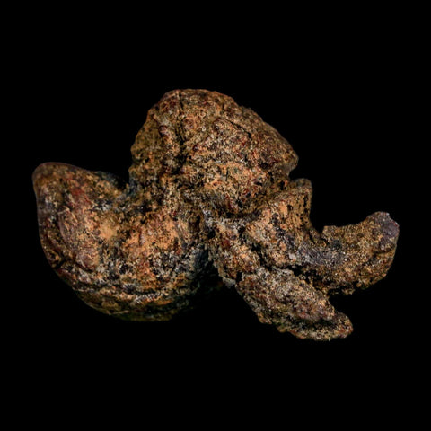2.4" Prehistoric Coprolite Fossil Specimen Poop Dung Miocene Madagascar - Fossil Age Minerals