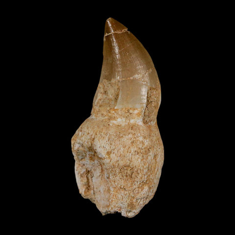 2.2" Mosasaur Prognathodon Anceps Fossil Tooth Rooted Cretaceous Dinosaur Era COA