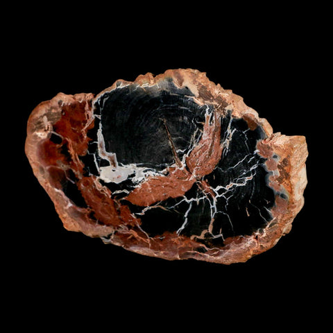 4.3" Fossilized Polished Petrified Wood Branch Madagascar 66-225 Million Yrs Old - Fossil Age Minerals