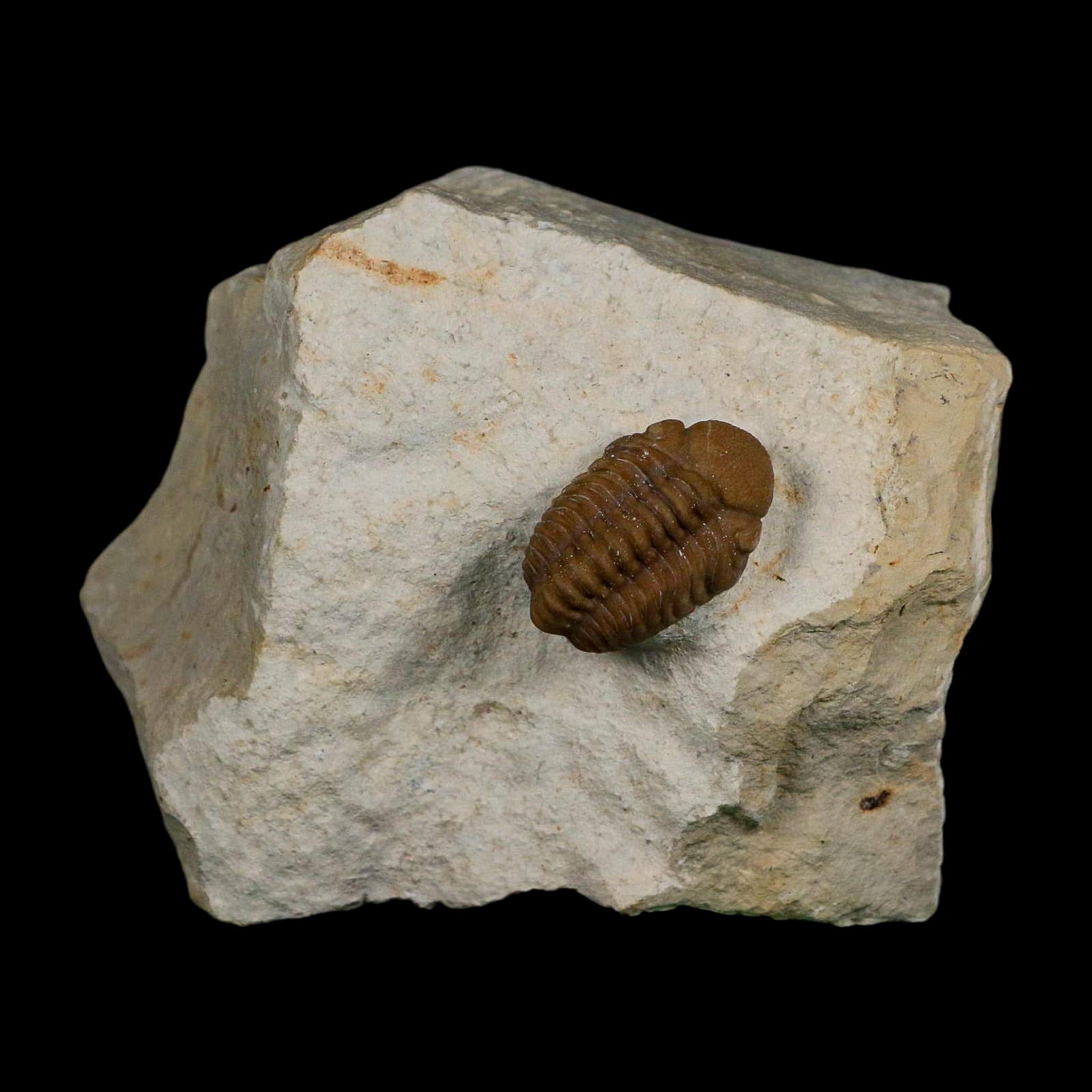 1" Kainops Raymodi Trilobite Fossil In Matrix Compound eyes Black Cat Mountain OK - Fossil Age Minerals
