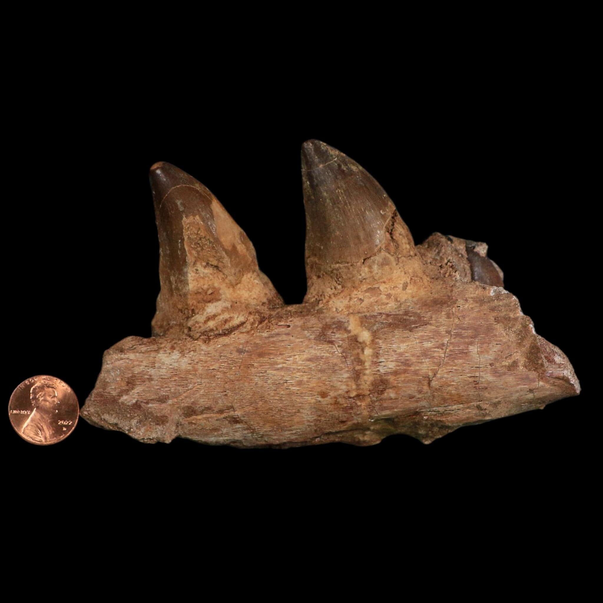 5.2" Mosasaur Prognathodon Fossil Jaw Section Teeth Cretaceous Dinosaur Era COA