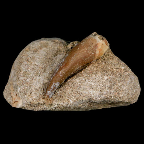 1.6" Plesiosaur Zarafasaura Tooth Fossil In Matrix Cretaceous Dinosaur Era COA - Fossil Age Minerals