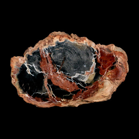 4.3" Fossilized Polished Petrified Wood Branch Madagascar 66-225 Million Yrs Old