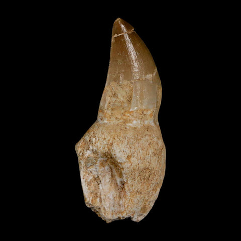 2.2" Mosasaur Prognathodon Anceps Fossil Tooth Rooted Cretaceous Dinosaur Era COA