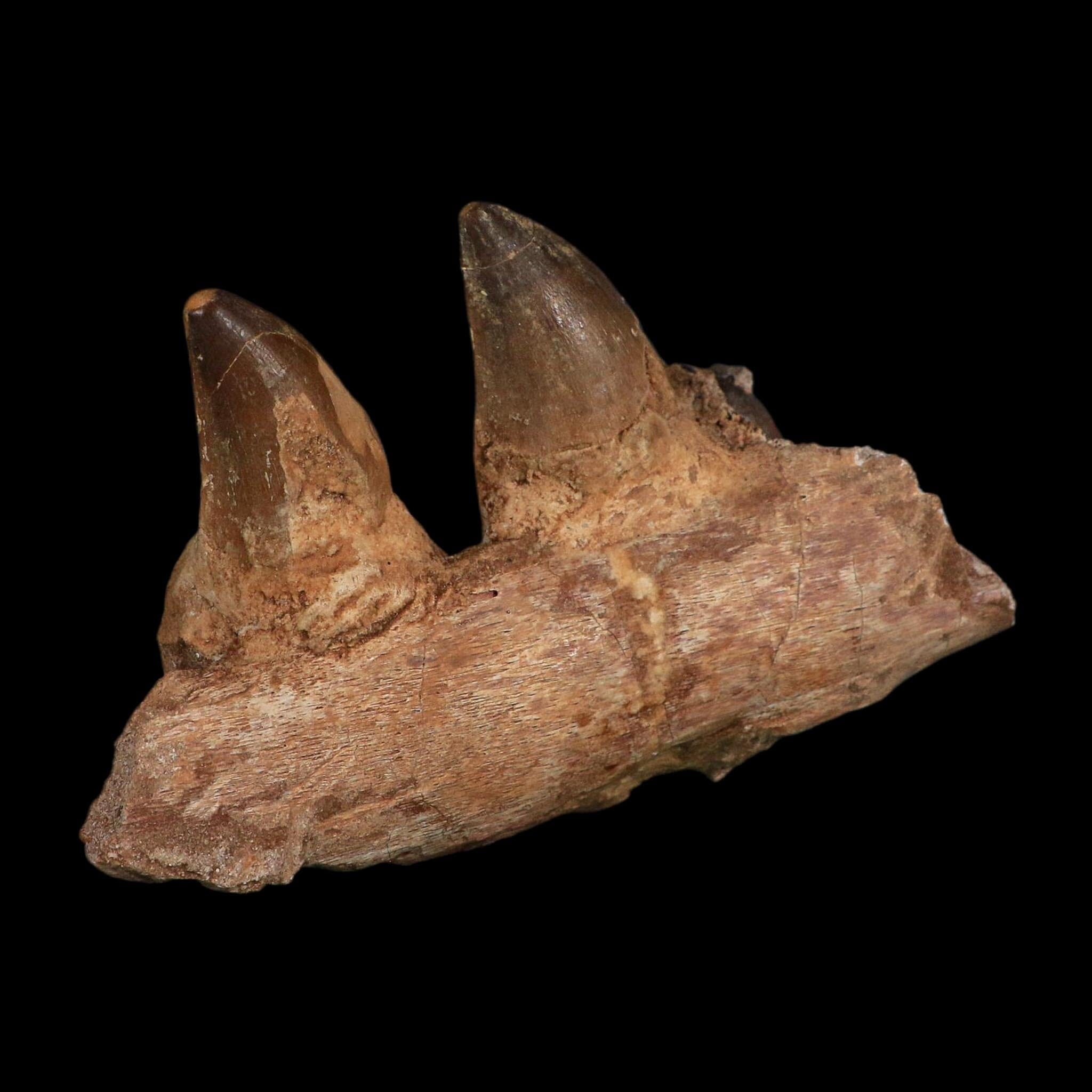 5.2" Mosasaur Prognathodon Fossil Jaw Section Teeth Cretaceous Dinosaur Era COA