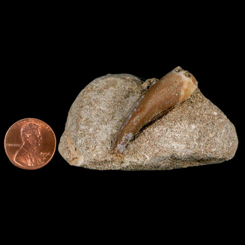1.6" Plesiosaur Zarafasaura Tooth Fossil In Matrix Cretaceous Dinosaur Era COA - Fossil Age Minerals