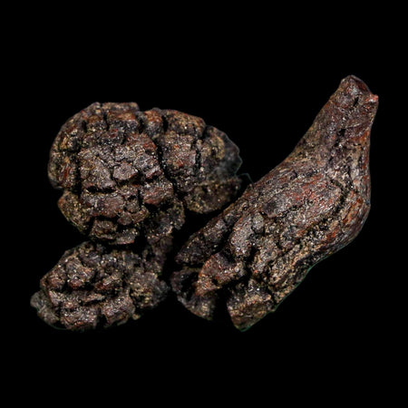2.1" Prehistoric Coprolite Fossil Specimen Poop Dung Miocene Madagascar