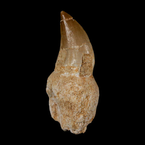 2.2" Mosasaur Prognathodon Anceps Fossil Tooth Rooted Cretaceous Dinosaur Era COA