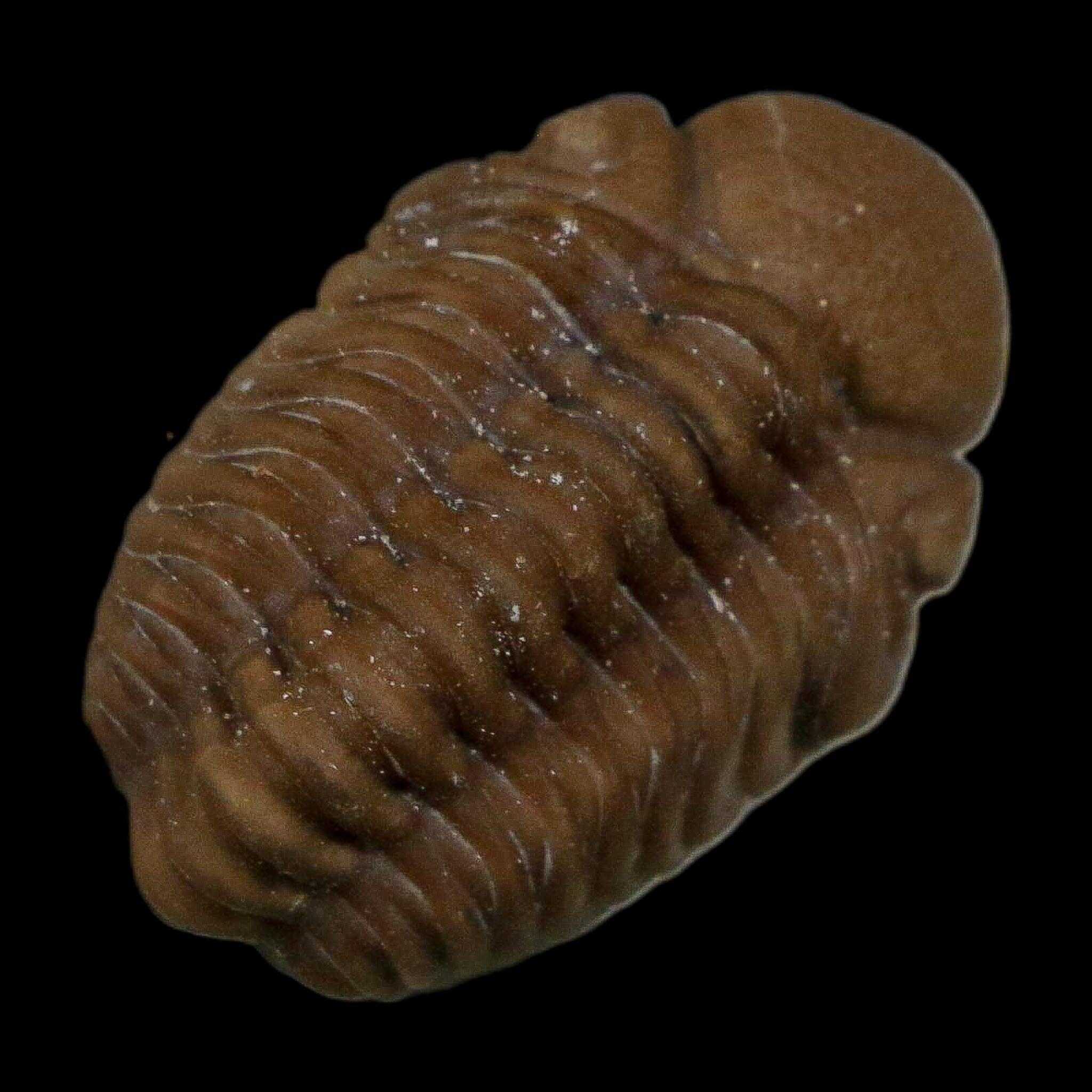 1" Kainops Raymodi Trilobite Fossil In Matrix Compound eyes Black Cat Mountain OK - Fossil Age Minerals