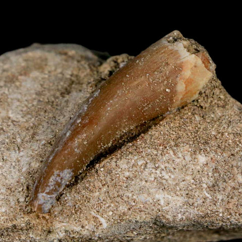 1.6" Plesiosaur Zarafasaura Tooth Fossil In Matrix Cretaceous Dinosaur Era COA - Fossil Age Minerals