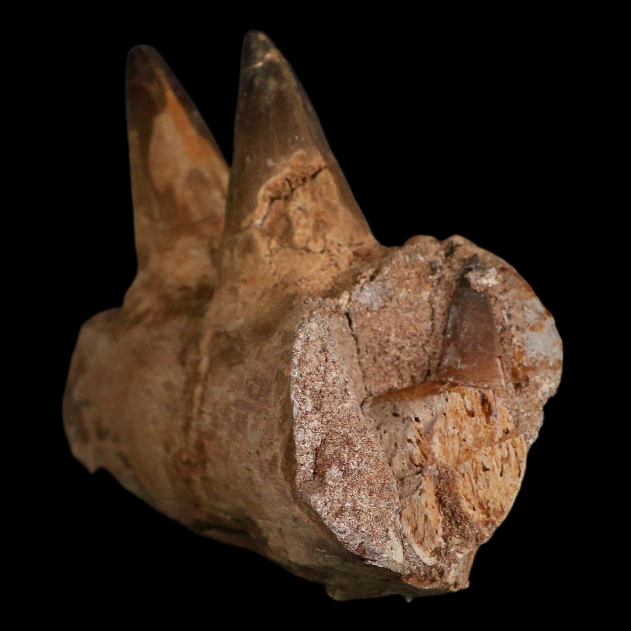 5.2" Mosasaur Prognathodon Fossil Jaw Section Teeth Cretaceous Dinosaur Era COA