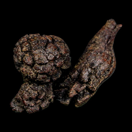 2.1" Prehistoric Coprolite Fossil Specimen Poop Dung Miocene Madagascar