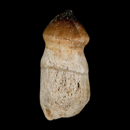 2.6" Globidens Mosasaur Fossil Tooth Rooted Cretaceous Dinosaur Era COA