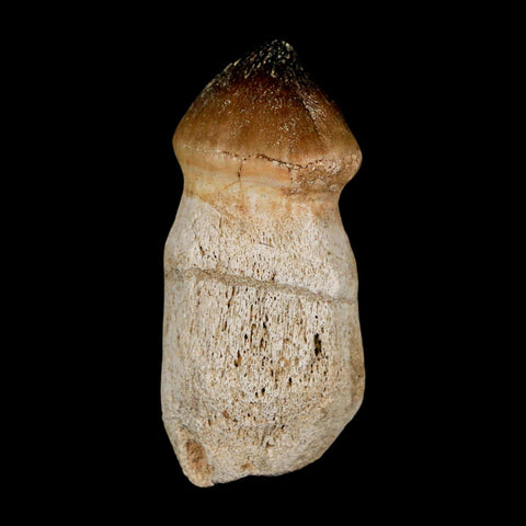 2.6" Globidens Mosasaur Fossil Tooth Rooted Cretaceous Dinosaur Era COA