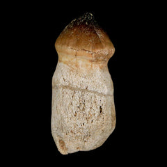 Globidens Mosasaur Collection