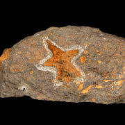 25MM Brittlestar Petraster Starfish Fossil Ordovician Age Blekus Morocco COA
