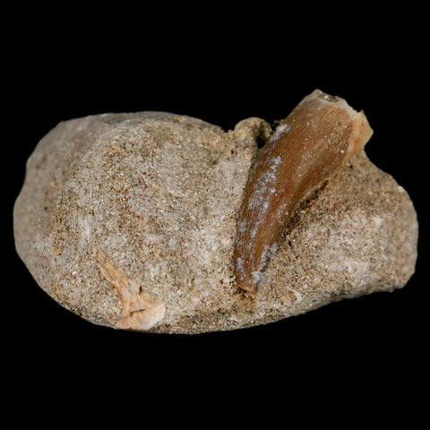 1.6" Plesiosaur Zarafasaura Tooth Fossil In Matrix Cretaceous Dinosaur Era COA - Fossil Age Minerals