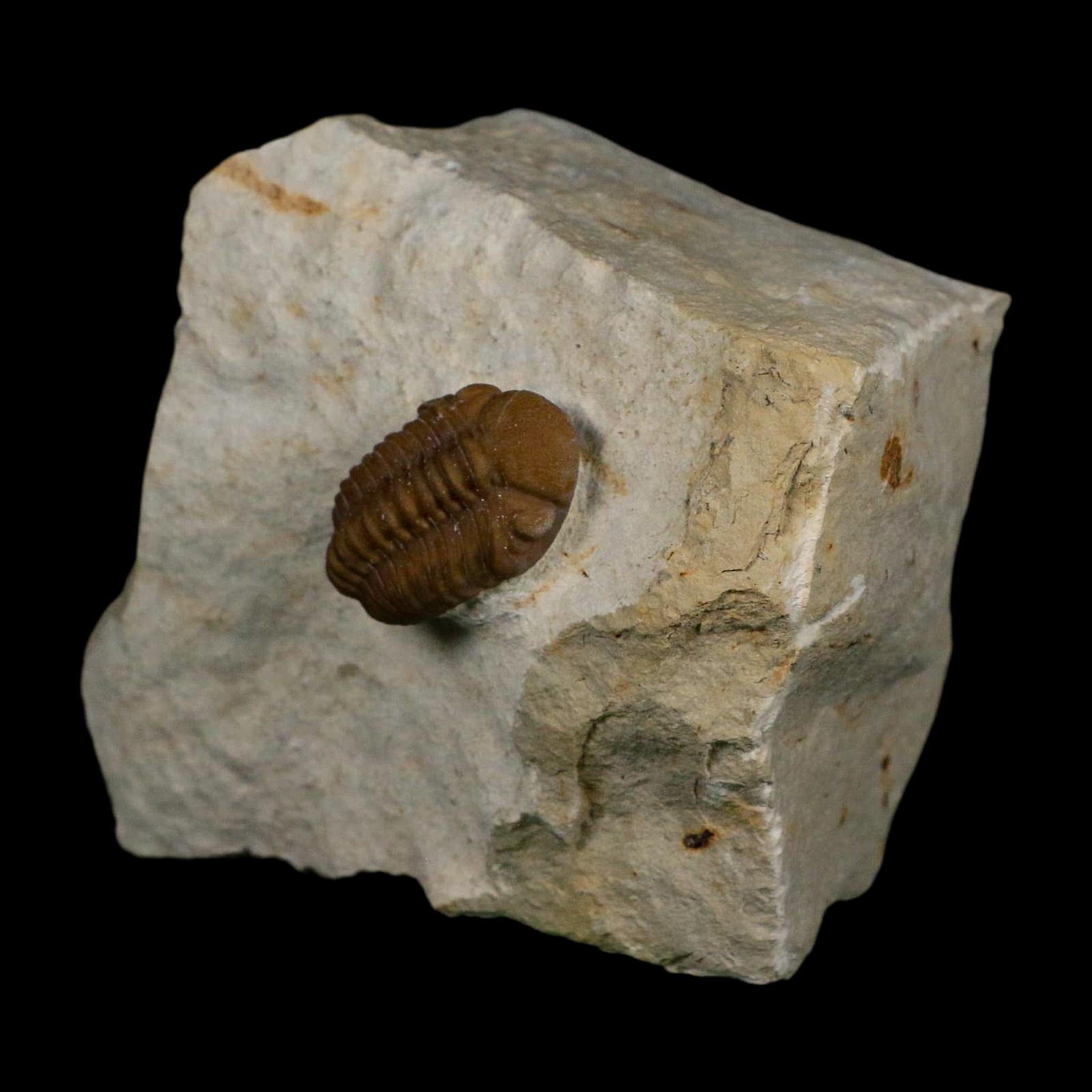 1" Kainops Raymodi Trilobite Fossil In Matrix Compound eyes Black Cat Mountain OK - Fossil Age Minerals