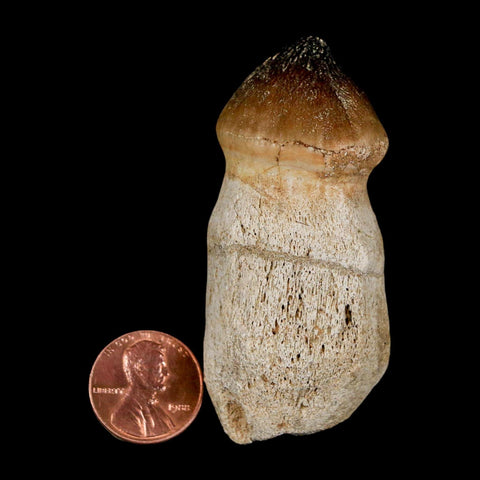 2.6" Globidens Mosasaur Fossil Tooth Rooted Cretaceous Dinosaur Era COA