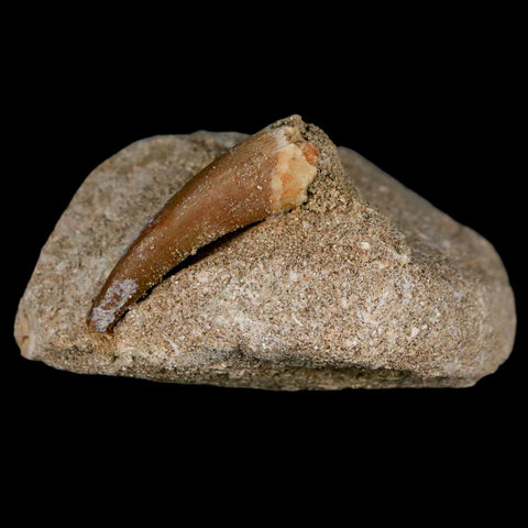 1.6" Plesiosaur Zarafasaura Tooth Fossil In Matrix Cretaceous Dinosaur Era COA - Fossil Age Minerals