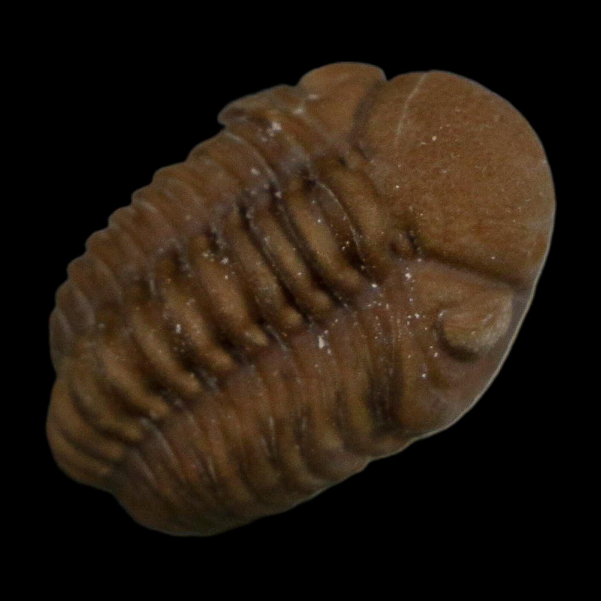 1" Kainops Raymodi Trilobite Fossil In Matrix Compound eyes Black Cat Mountain OK - Fossil Age Minerals