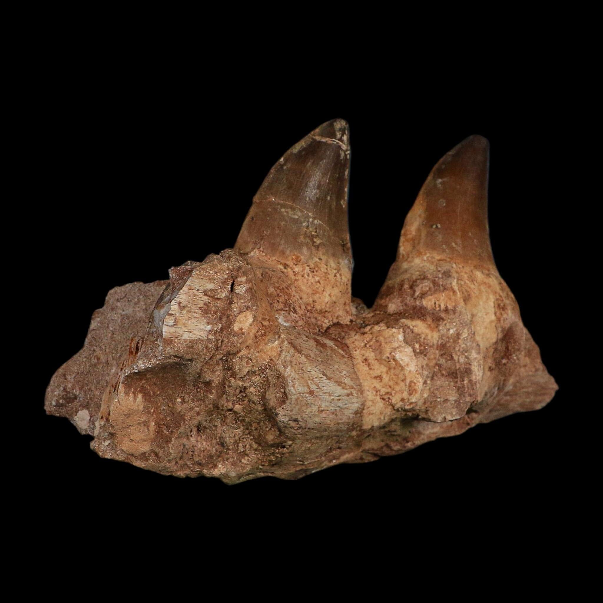 5.2" Mosasaur Prognathodon Fossil Jaw Section Teeth Cretaceous Dinosaur Era COA