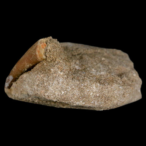 1.6" Plesiosaur Zarafasaura Tooth Fossil In Matrix Cretaceous Dinosaur Era COA - Fossil Age Minerals